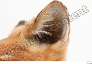 Fox  2 ear 0013.jpg